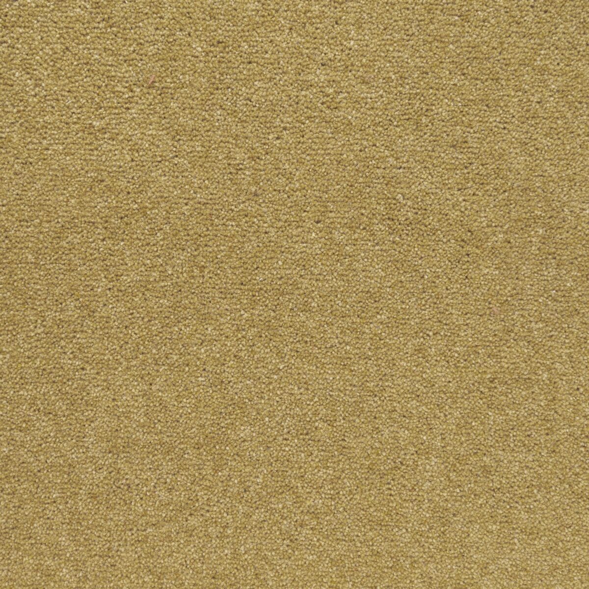 Golden-Bay